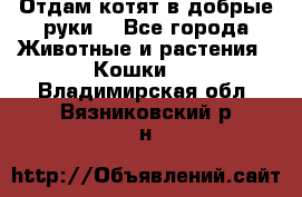 Отдам котят в добрые руки. - Все города Животные и растения » Кошки   . Владимирская обл.,Вязниковский р-н